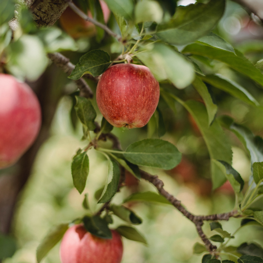 Apples Apples on a tree